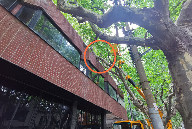 先有行道树还是先有城市家具?日益激化的“168体育 168体育官网树牌矛盾”这样标本兼治(图1) 先有行道树还是先有城市家具?日益激化的“168体育 168体育官网树牌矛盾”这样标本兼治(图1)