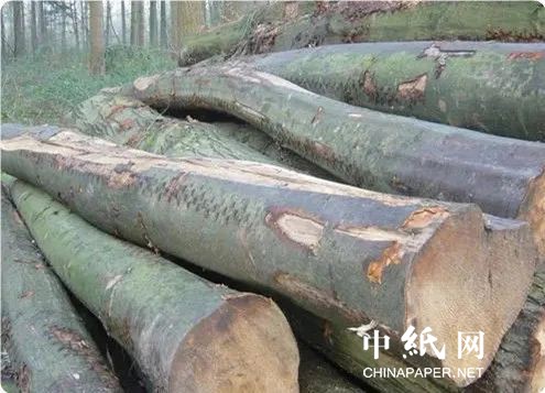 168体育 168体育平台担心中国报复 欧盟暂不限制橡木原木出口(图2) 168体育 168体育平台担心中国报复 欧盟暂不限制橡木原木出口(图2)
