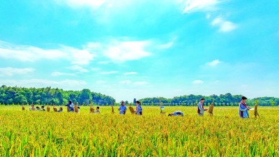 让美的种168体育子生根发芽——义务教育阶段美育开展情况调查与思考(图4) 让美的种168体育子生根发芽——义务教育阶段美育开展情况调查与思考(图4)