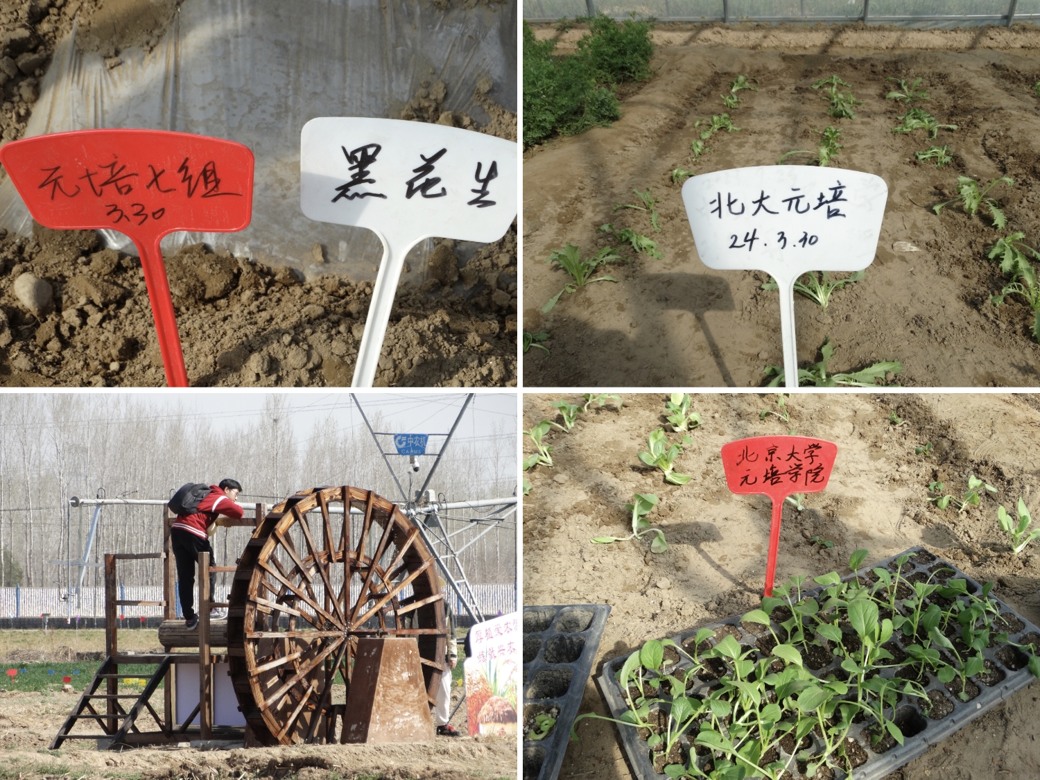 北京大学元培学院师生到涿州168体育教学实验场开展劳动教育实践(图6) 北京大学元培学院师生到涿州168体育教学实验场开展劳动教育实践(图6)